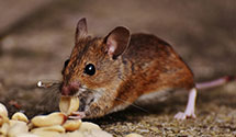 24 Hour & Emergency Exterminators in Saint Ignatius, MT